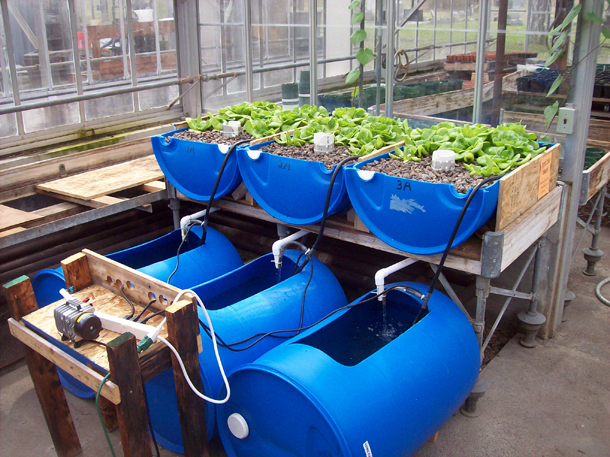Aquaponics Course – Cyprus Agro Industry Center