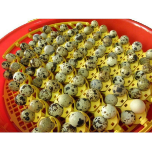 Incubator Accessory Holders for Quail Eggs